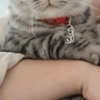 جفت گیری یا معاوضه با بچه گربه