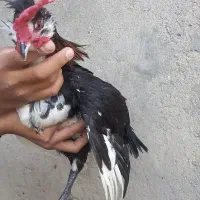 فروش نیمچه و خروس گلین