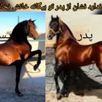 اسب|اسب و تجهیزات اسبسواری|نیشابور, هفده شهریور|دیوار