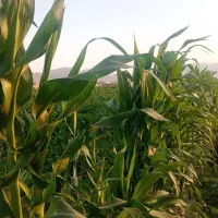 فروش چاپر