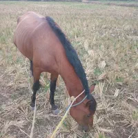 اسب|اسب و تجهیزات اسب‌سواری|کیاشهر, |دیوار