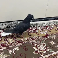 کبوتر اشعل