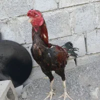 خوروس|حیوانات مزرعه|میناب, |دیوار