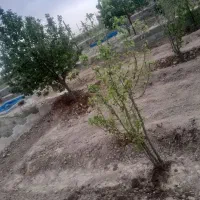 باغچه|فروش زمین و ملک کلنگی|هشتگرد, شهرک سهیلیه|دیوار