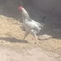 خروس با کفتر مامله می کنم