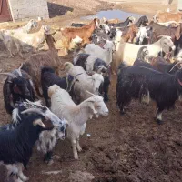 نیستم|حیوانات مزرعه|کارون, |دیوار