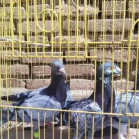 کفتر پرشی ضربه