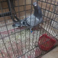 جوجه پلاکی اصل تیزه نرسیده