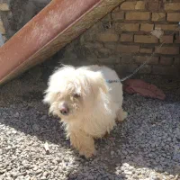 واگذاری سگ شیتزو