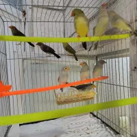 جفت های مولد  فنچ ستاره ای