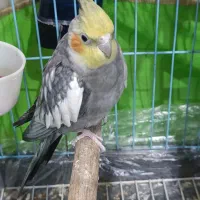 عروس هلندی نر
