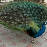 طاووس