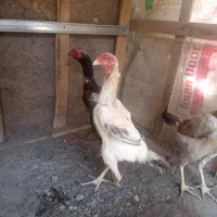 چهار عدد مرغ