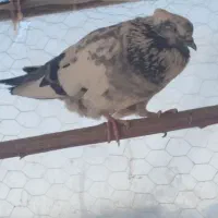 کفتر جفت کاکلی جوجه بزرگ کن