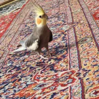 گم شده عروس هلندی