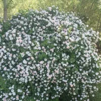 گندم آبی
