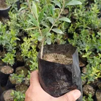 نهال زیتون خوراکی
