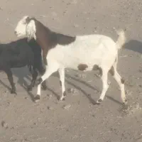 بز پاکستانی   زایده