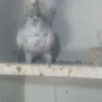 پرنده سار