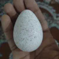 تخم نطفه دار بوقلمون