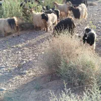 بز میش بره قوچ