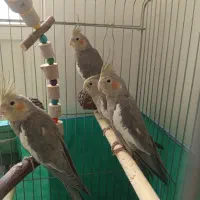 ۳تا عروس هلندی طوسی