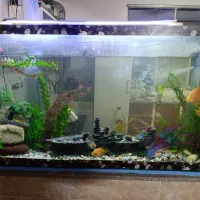 آکواریوم تزینی