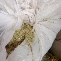 کاه کنگر