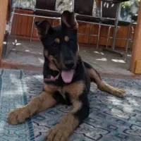 دوبرمن  ۴ ماهه با اصالت
