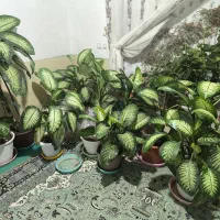 گل دیفن باخیا سرحال