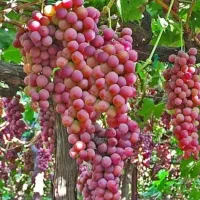 کود ارگانیک