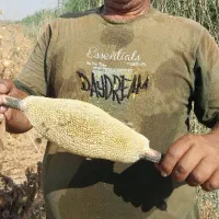 عسل وحشی ضد سرطان و بیماری