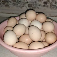 تخم مرغ محلی
