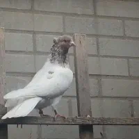 گمشده