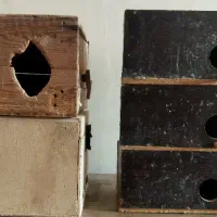 لونه عروس هلندی و مرغ عشق