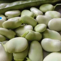 باقالی پاک شده و دان شده درجه یک