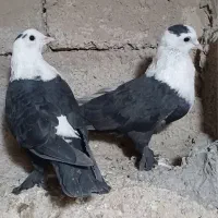 کبوتر خوب