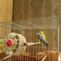 مرغ عشق