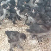 جوجه مرندی اصیل