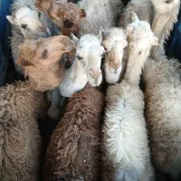 بچه شتر