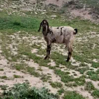 بز پاکستانی