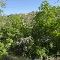 خونه باغ اجاره‌ای