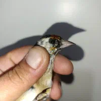 جوجه سره چونه سفید