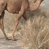 هاشی شتر