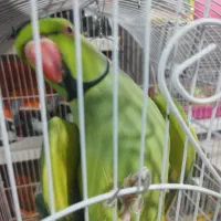 گمشده
