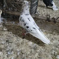 سار دم سفید نر جوانه