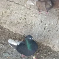 باسلام خدمت دوستان نروماده دم سفید درجه یک
