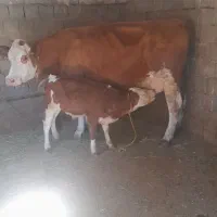 فروش گاو سیمینتال درجه یک گوساله نر