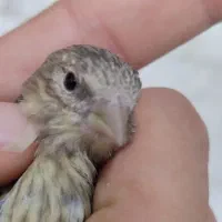 جوجه سهره قناری