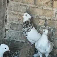 کفتر|پرنده|گناباد, |دیوار